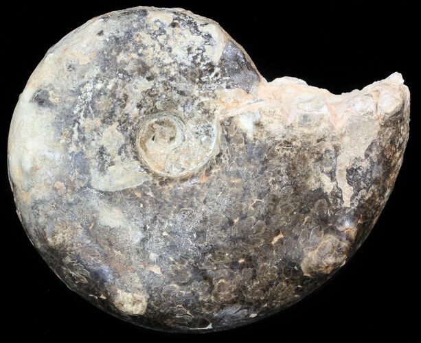 Mammites Ammonite - Goulmima, Morocco #44645